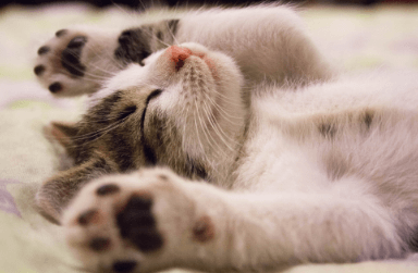 A imagem de um gatinho a carregar para o contentor.