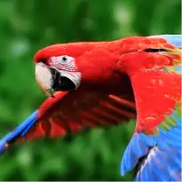 A block of four images. First image is a red parrot in flight.